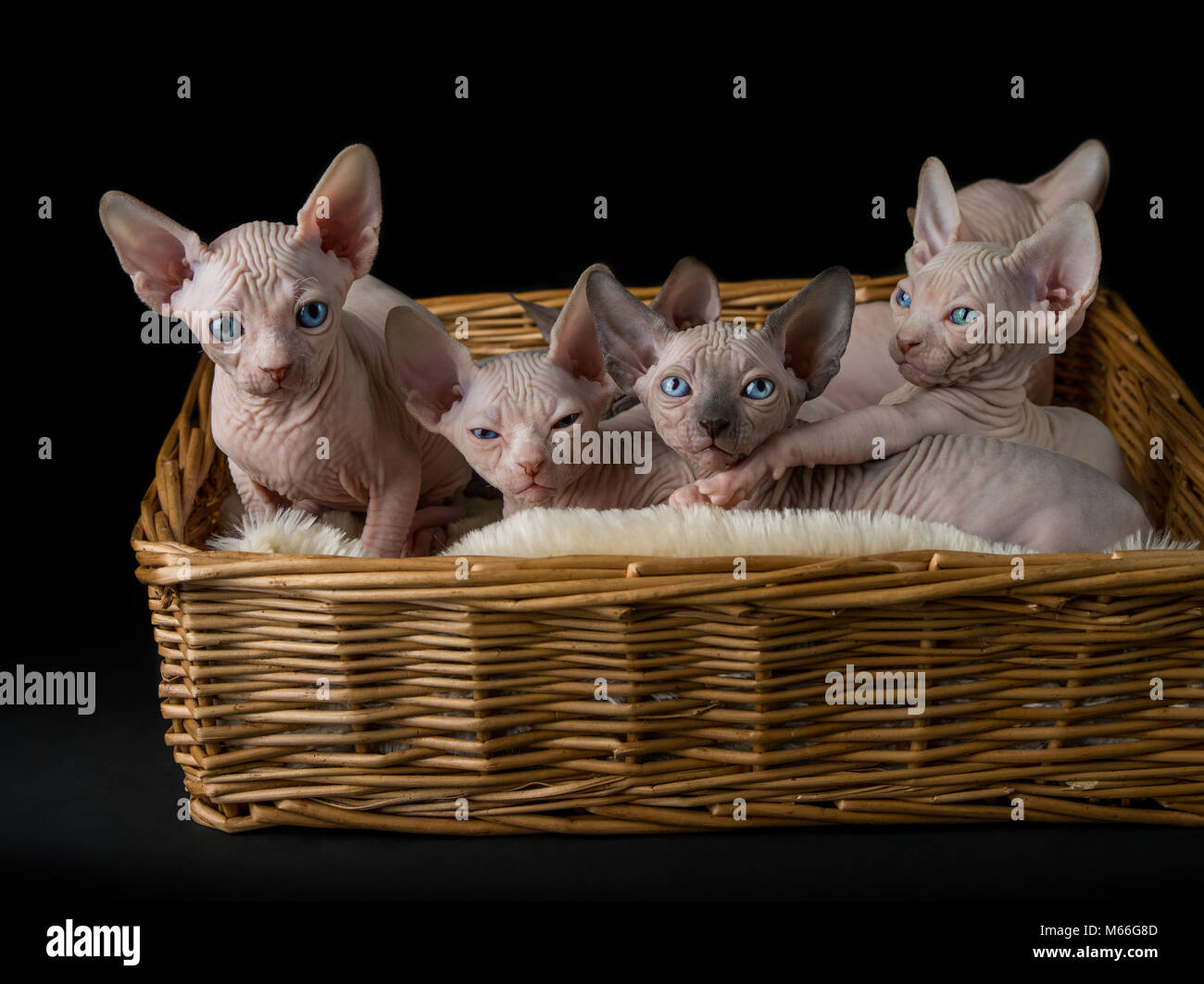 Six chatons sphynx dans un lit de chat Banque D'Images Six chatons sphynx dans un lit de chat Banque D'Images