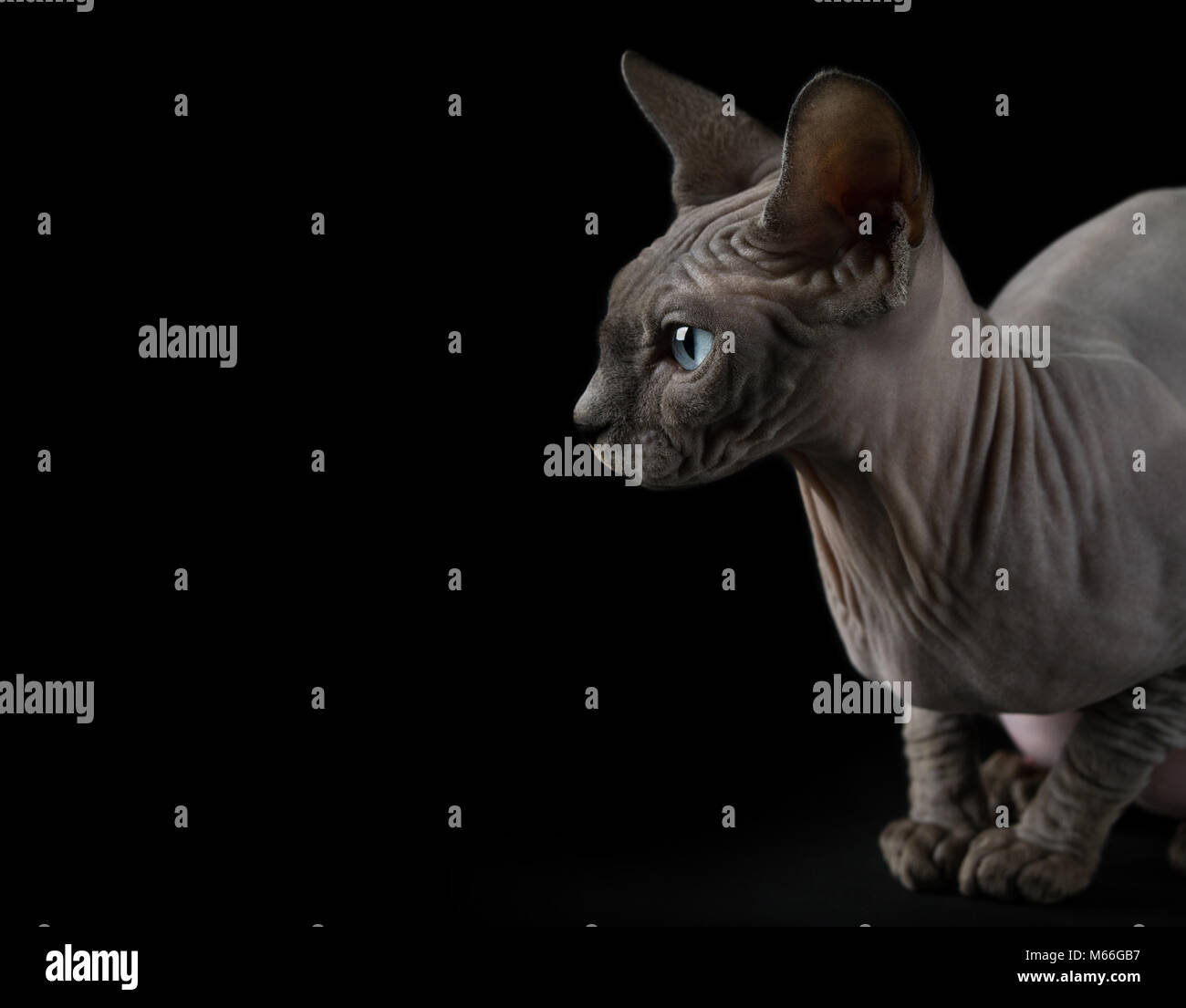 Portrait d'un chat Sphynx Banque D'Images Portrait d'un chat Sphynx Banque D'Images