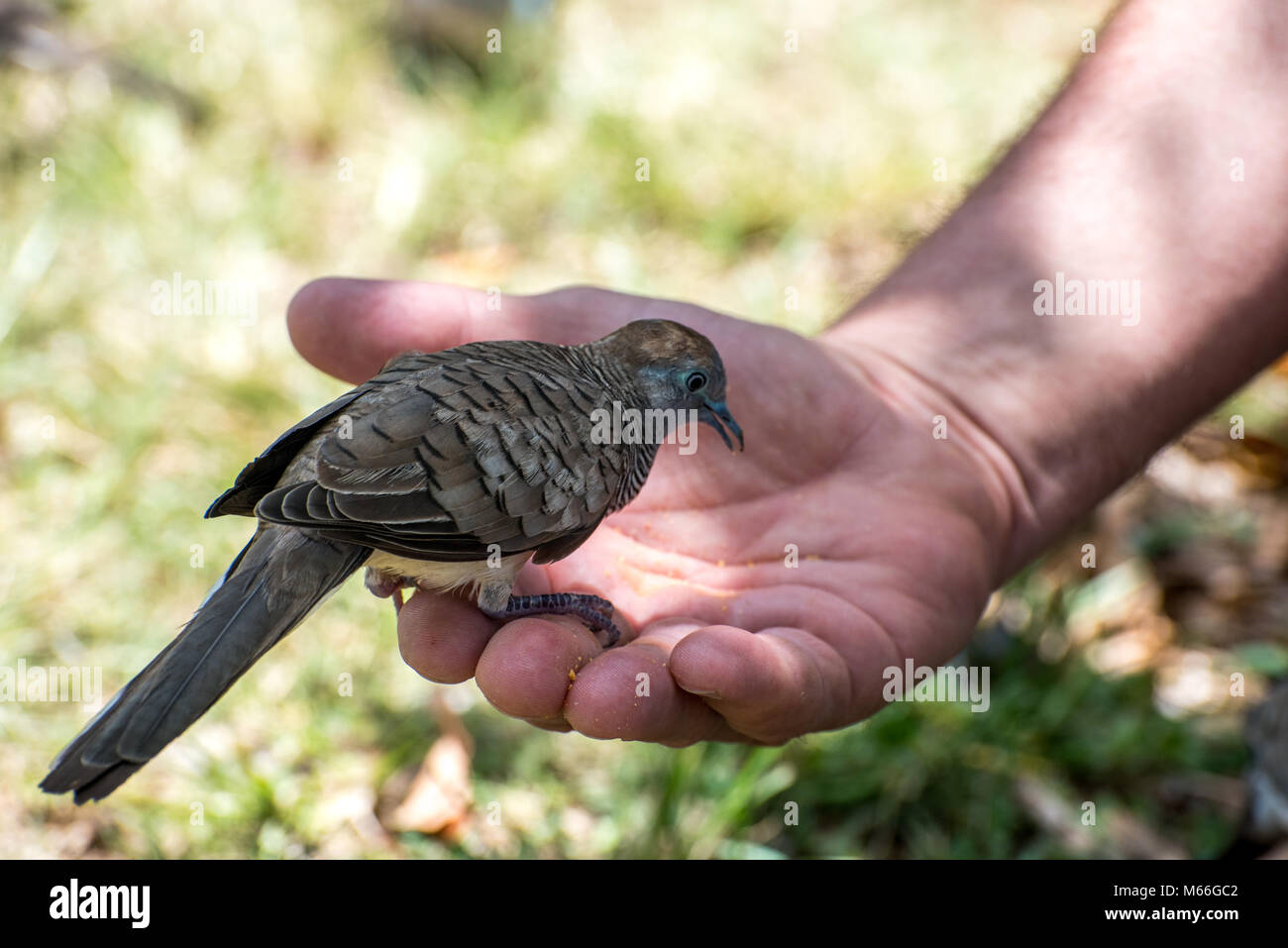 Oiseau perché sur la main d'un homme, Hawaii, États-Unis Banque D'Images