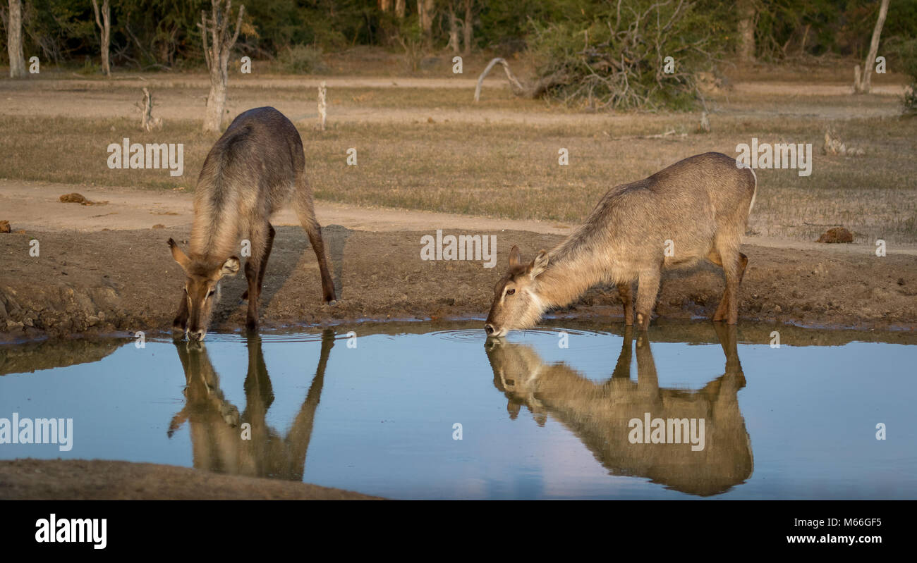 Deux Waterbuck buck buvant dans un trou d'eau, Afrique du Sud Banque D'Images