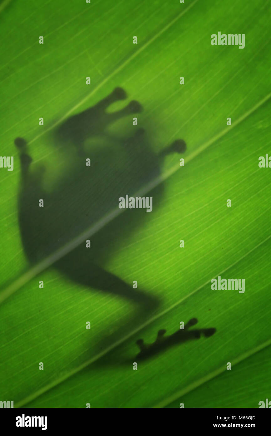 Silhouette d'une grenouille d'arbre Javan sur une feuille, Indonésie Banque D'Images