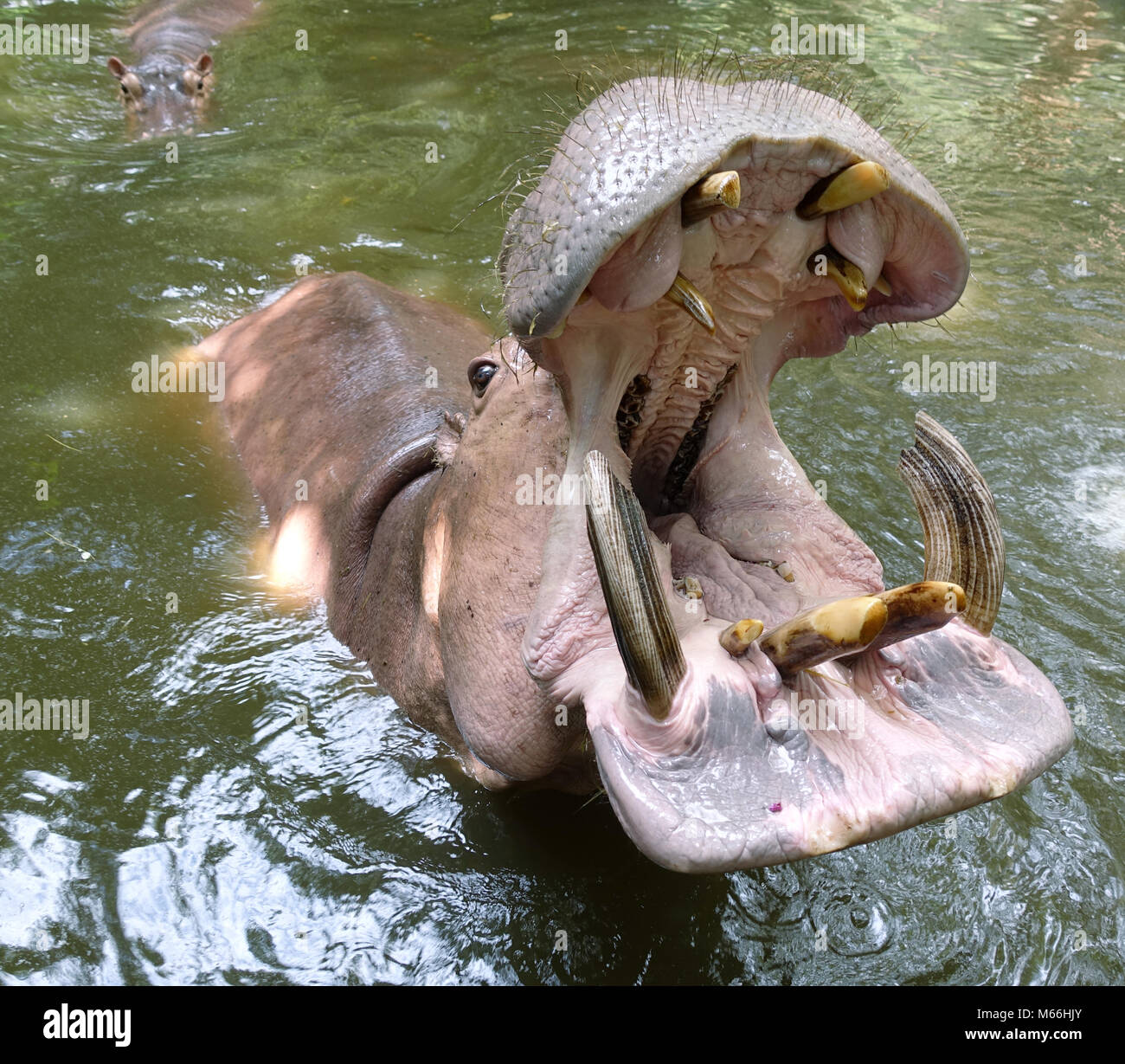Big Hippo largement avec la bouche ouverte Banque D'Images