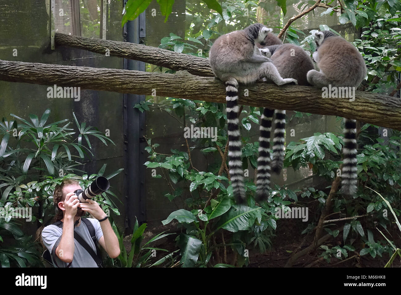 Ce photographe photo de lémuriens (ring-tailed Lemur catta) dans Zoo de Singapour Banque D'Images