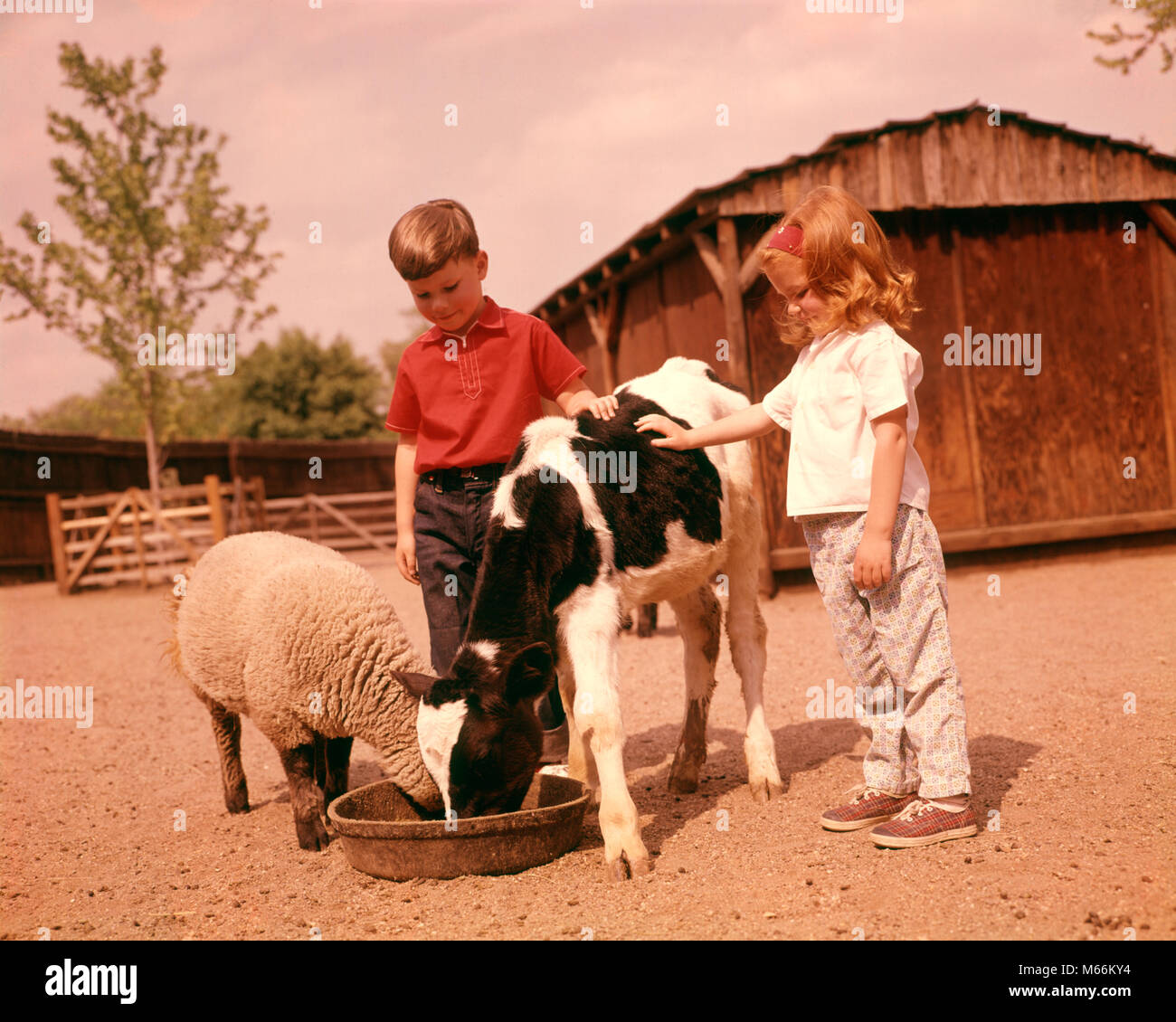 1960 LES ENFANTS Garçon et fille dans l'ALIMENTATION D'UN PIED-de-mouton et un veau Holstein - kf3808 HAR001 HARS DE PRENDRE SOIN DES ANIMAUX Les animaux de l'élevage de moutons frères soeurs NOSTALGIE VEAU AGNEAU AGRICULTURE SOLIDARITÉ ÉTÉ 3-4 ans 5-6 ans bonheur deux animaux nourrir la croissance de CORVÉE LA RESPONSABILITÉ D'ENFANT DE SE DÉVELOPPER LA COOPÉRATION CRÉATURE Nourriture Mammifères mâles juvéniles Holstein de l'origine ethnique caucasienne de basse-cour à l'ANCIENNE BASSE-COUR PERSONNES Banque D'Images