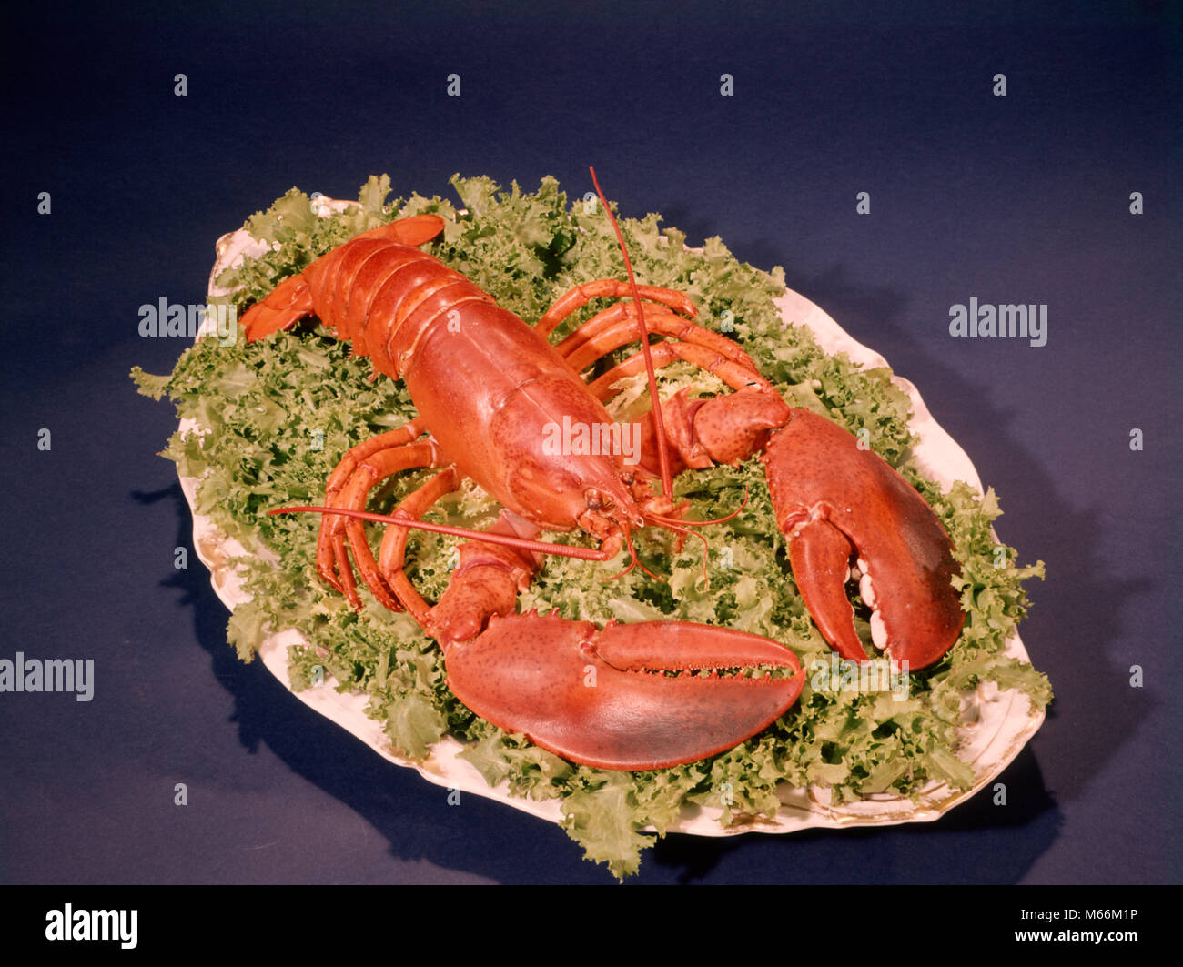 Plateau de homards Banque de photographies et d’images à haute ...