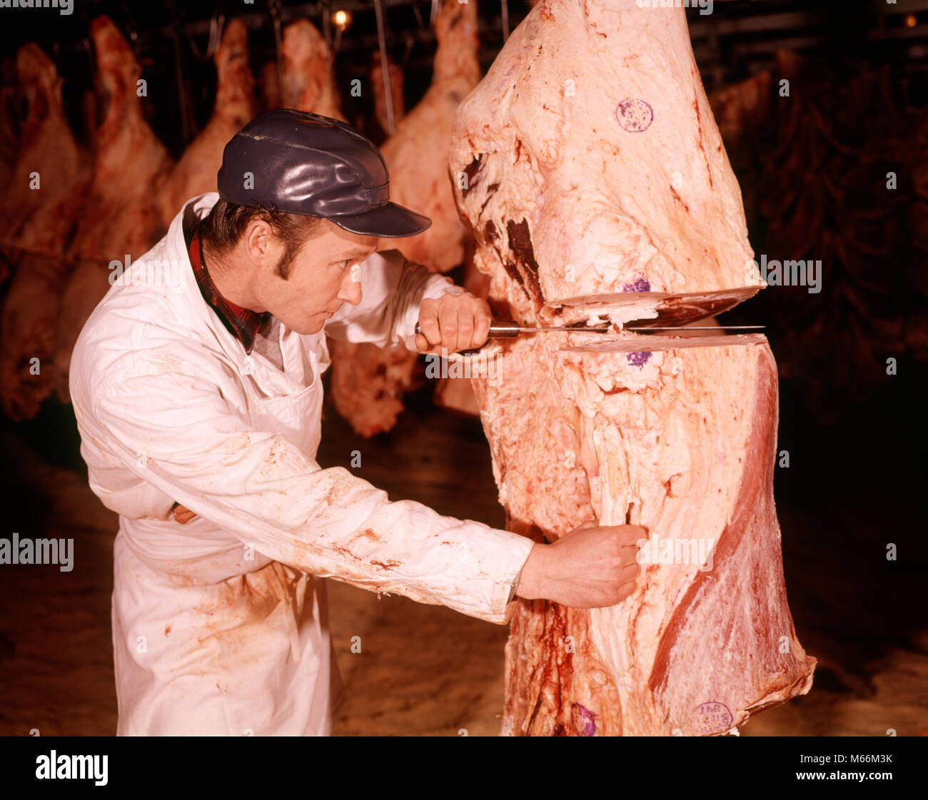 1960 MAN SLICING BOUCHER DE COUPER LA VIANDE DE BOEUF À L'INTÉRIEUR D'UN CASIER - kf6227 HAR001 HARS nostalgie l'agriculture de 20 à 25 ans OBJET UNIQUE DE TRAITEMENT DU BÉTAIL SE TAILLER DE COMPÉTENCES COMPÉTENCES MÉTIER CARRIÈRES 18-19 ans l'emploi de la main-d'impôts CROÎTRE PREMIER EMPLOYÉ créature découpage de précision des mammifères mâles adultes jeunes RÉFRIGÉRÉ BOUCHERIE HOMME ETHNIE CAUCASIENNE CASIER LABORIEUSES PROFESSIONS VIANDES D'EMBALLAGE DE VIANDE PERSONNES ANCIENNE Banque D'Images