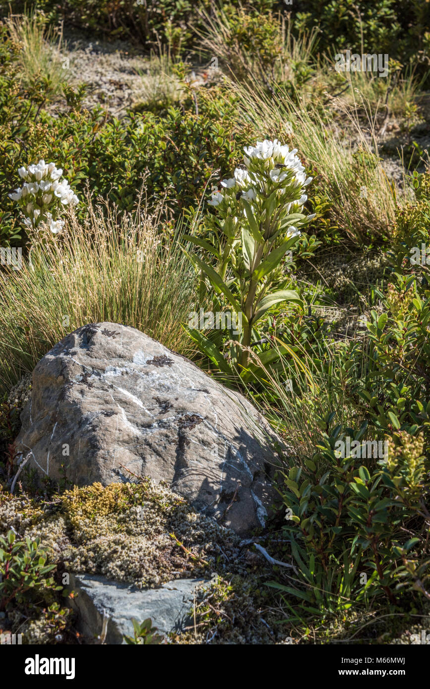 L'île du Sud, Nouvelle-Zélande Banque D'Images