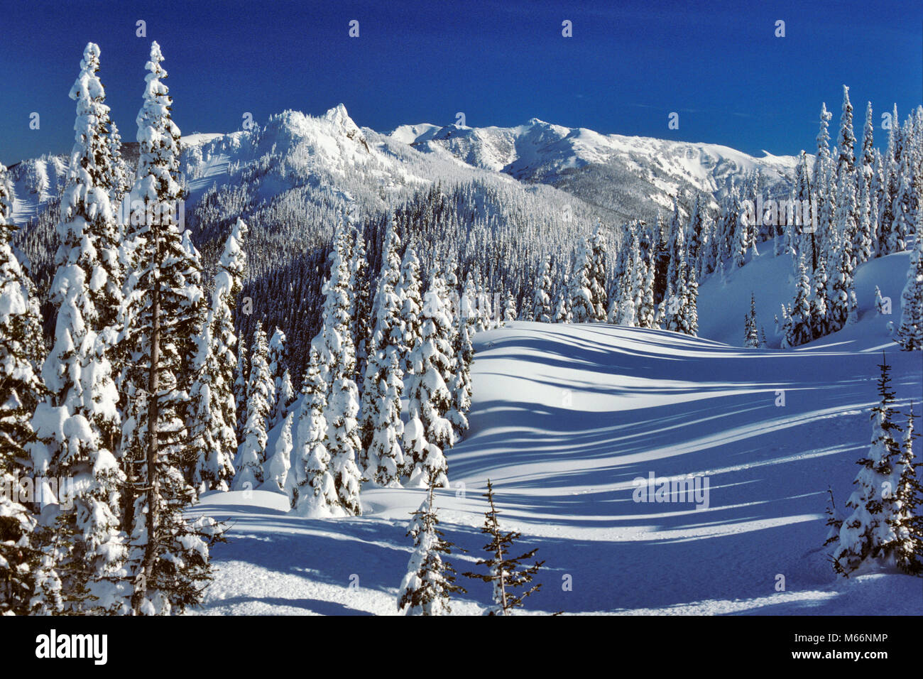 Hiver NEIGE SCÈNE STEEPLE ROCK OLYMPIC NATIONAL PARK WASHINGTON USA - KW11757 LGA001 ENVIRONNEMENT HARS PERSONNE N'EVERGREEN naturelles isolées couvertes de désert paisible ISOLEMENT GLACIAL GEL ÉCOLOGIE SAISON SOLITUDE STEEPLE VISTA l'État de Washington, la Désolation DES TERRES DE L'ENVIRONNEMENT ARBRE PIN PIC SCENICS PROTÉGÉE COUVERTE DE CONIFÈRES CONIFÈRES SEREINE CRISP correcte de l'environnement montagneux DÉSOLÉ SAPIN NOUVEAU TOMBÉ AU NORD-OUEST DU PARC NATIONAL OLYMPIQUE OLYMPIQUE PURETÉ PURE PRISTINE CLOCHER couvert de neige vierge de toute pollution ROCK WA Banque D'Images