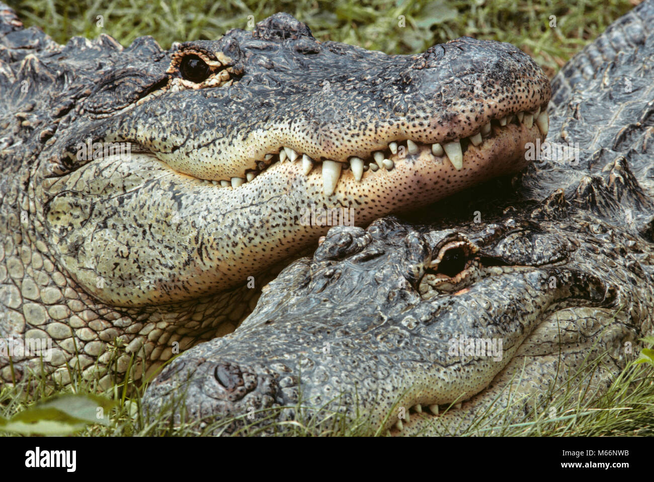 Deux ALLIGATORS Alligator mississippiensis LOOKING AT CAMERA - kz2615 GER002 ALLIGATORS HARS AMPHIBIE Amphibiens Reptiles ANIMAUX ANATOMIES LÉZARD D'EAU DOUCE DE GRANDS Reptiles Reptiles Banque D'Images