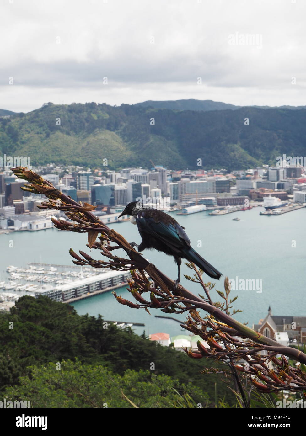 Un oiseau en voie d'une belle plante au-dessus de Wellington en Nouvelle-Zélande. Banque D'Images