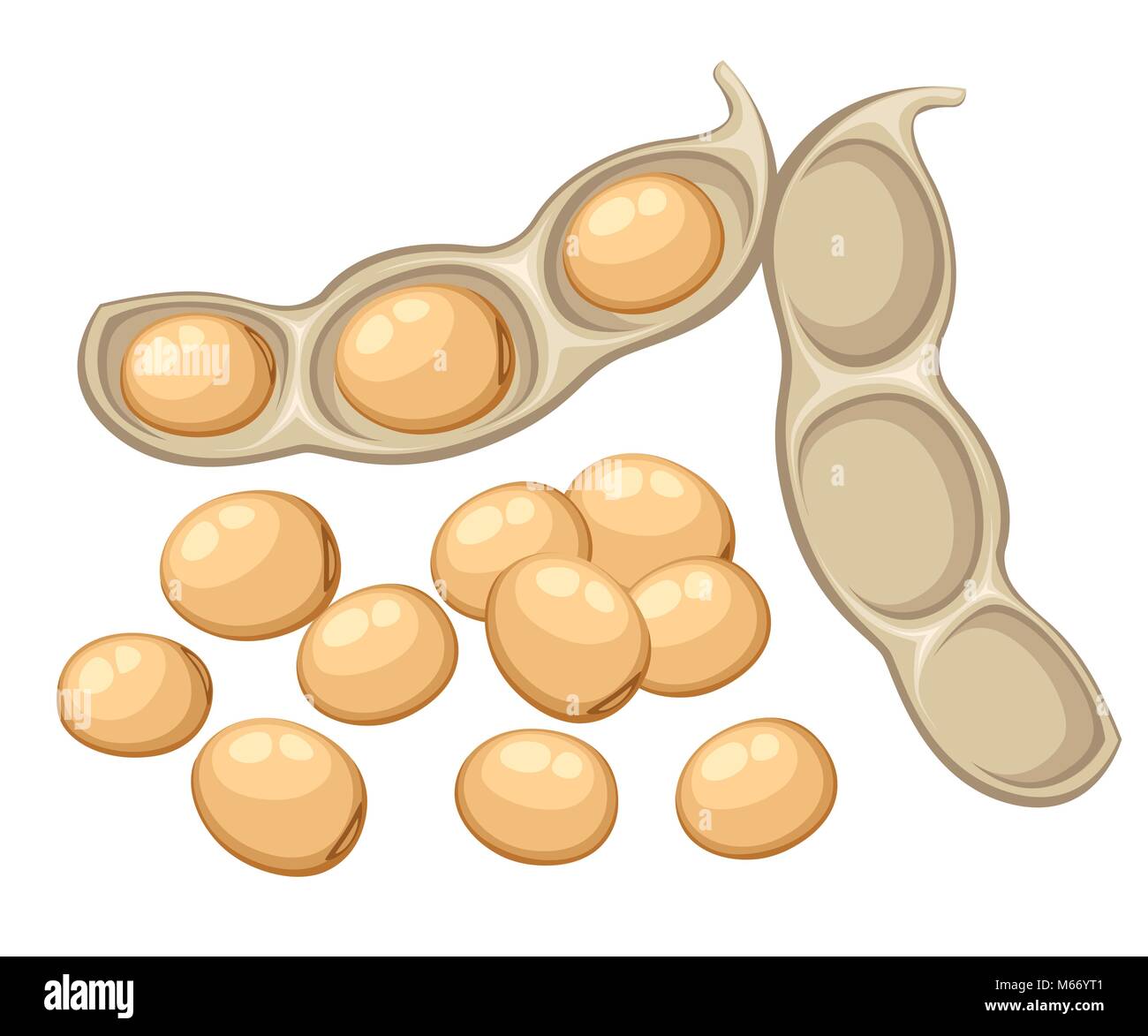 Le soja entier frais du jardin de légumes Aliments organiques bean pod ouvert vector illustration isolé sur fond blanc page de site web et mobile app design Illustration de Vecteur