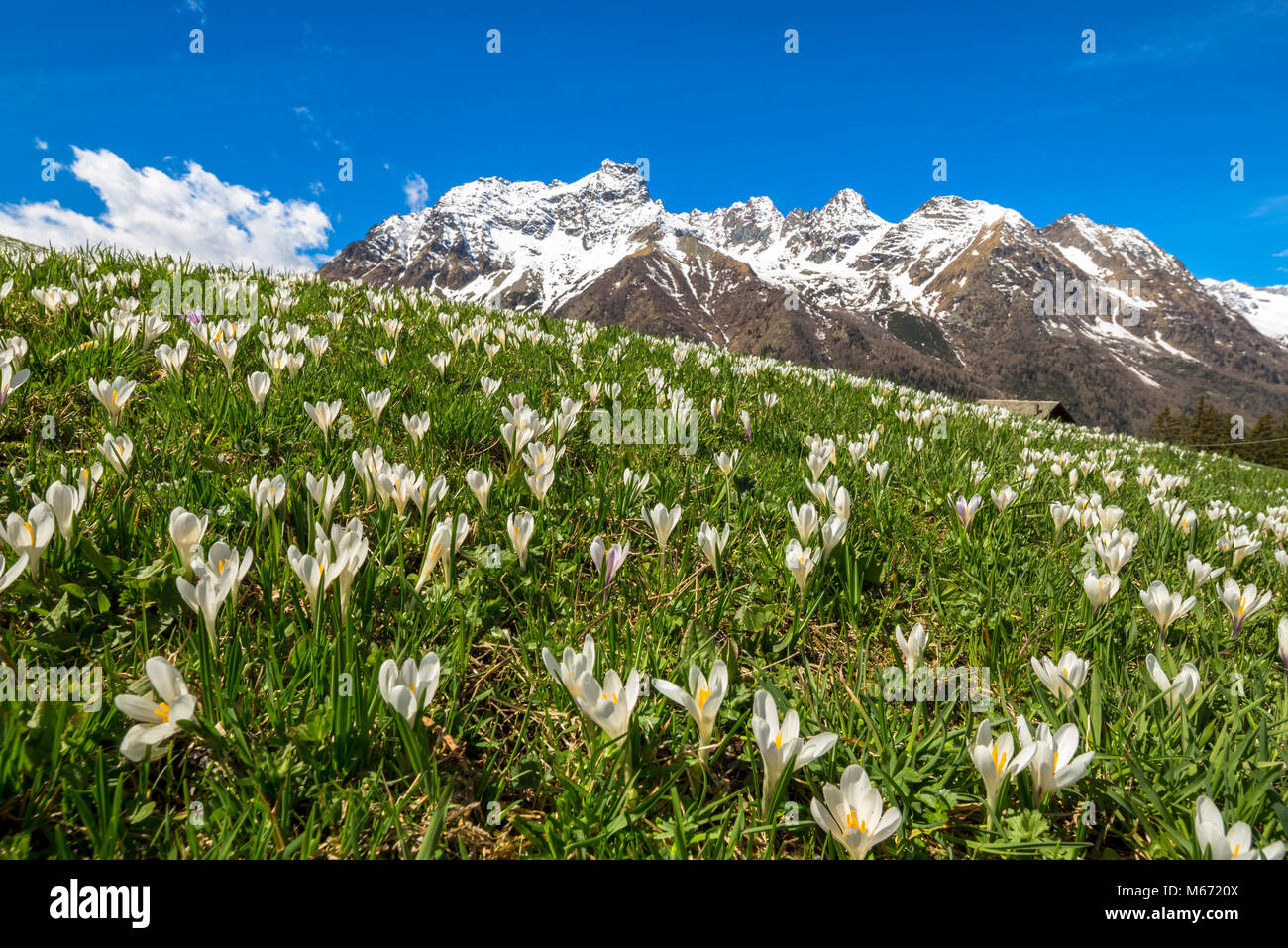Fleurs crocus fleurissent au printemps, à l'Alpe, Zone Val Malenco de Braccia, province de Sondrio, Valtellina, Lombardie, Italie Banque D'Images