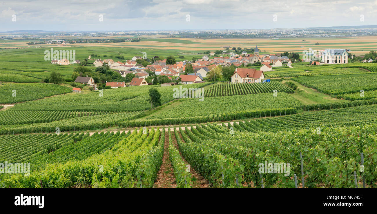 Vignobles Sacy REIMS Marne Grand Est France Banque D'Images