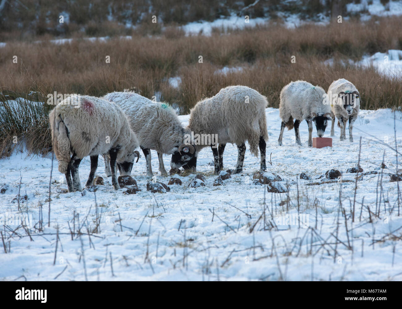 Chipping, Lancashire. 28 Février, 2018. Météo France : Swaledale ewes se nourrissant de la betterave fourragère dans la neige, début de soirée, à l'effritement, Lancashire. Crédit : John Eveson/Alamy Live News Banque D'Images