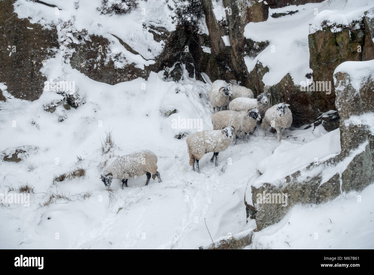 Burley-en-Wharfedale, West Yorkshire. 1er mars 2018. Météo France : Burley-en-Wharfedale, West Yorkshire, Royaume-Uni. 1er mars 2018. Les moutons de neige accrochés à leurs visages trouver un abri dans le blizzard - bête de l'Est. Rebecca Cole/Alamy Live News Banque D'Images