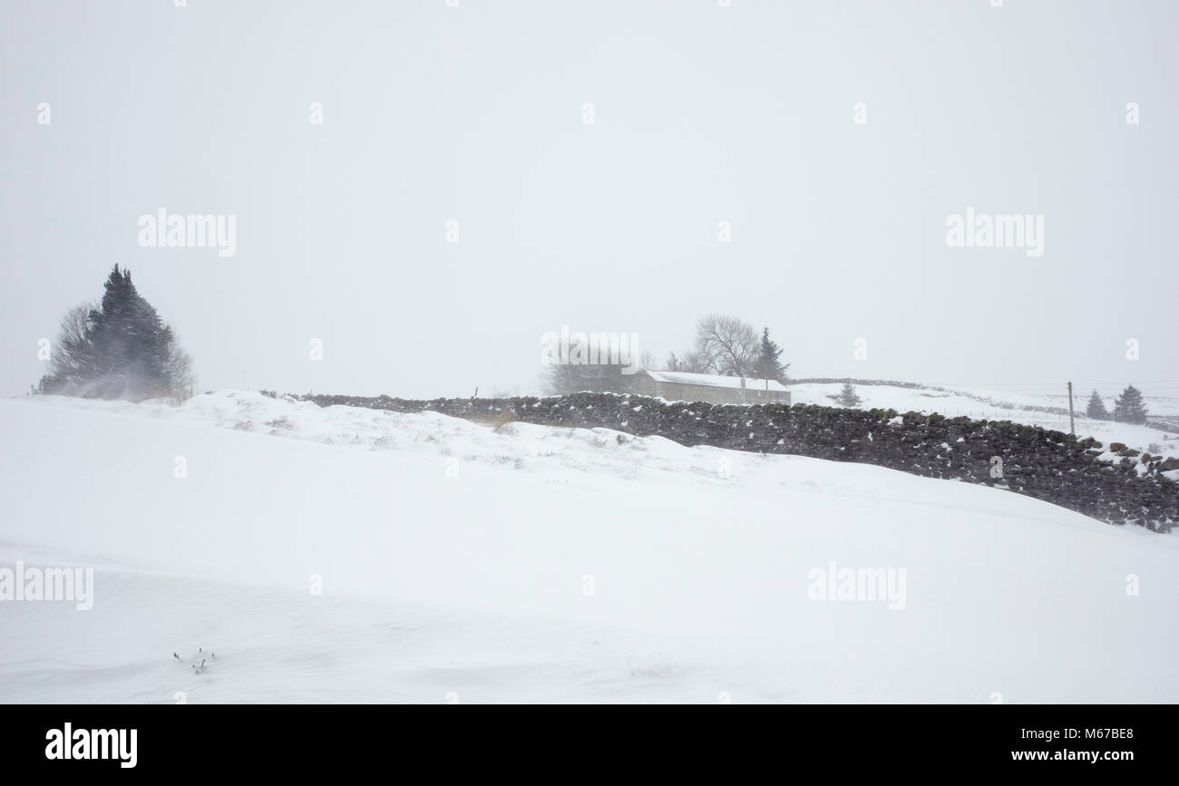 Nidderdale, Yorkshire du Nord. 1er mars 2018. Vive les vents d'est pile dans la neige soufflée faisant de l'agriculture difficile dans Nidderdale, Yorkshire du Nord Crédit : Fencewood/Studio/Alamy Illustration Live News Banque D'Images