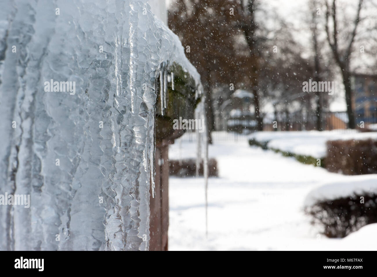 Glasgow, Ecosse, Royaume-Uni. 1er mars 2018. Close up of icicles aux Winter Gardens dans Glasgow Green Crédit : Tony Clerkson/Alamy Live News Banque D'Images