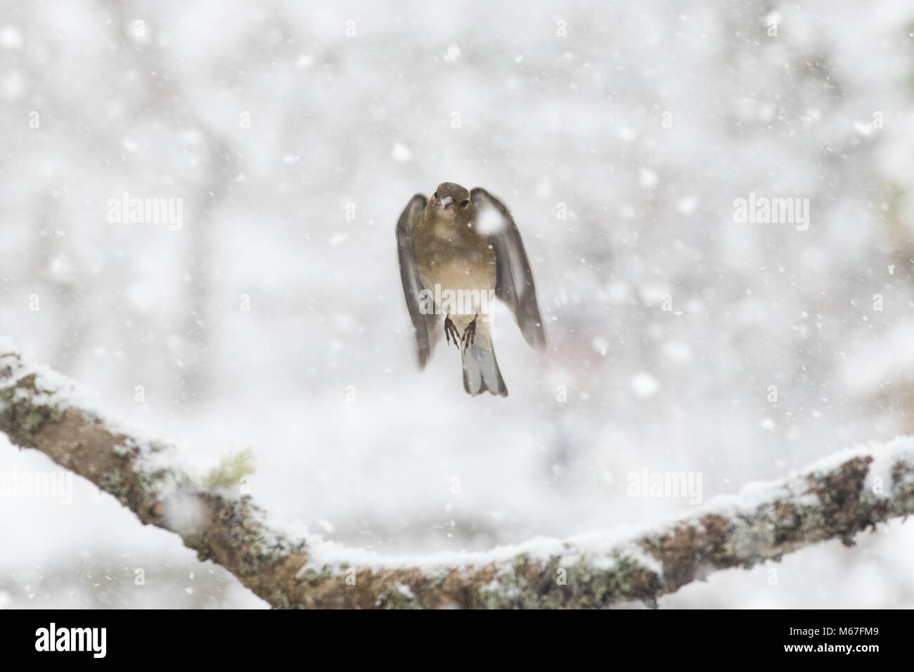 Stirlingshire, Scotland, UK - 1 mars 2018 : UK - un chaffinch voler dans une forte averse de neige dans Stirlingshire, Ecosse Crédit : Kay Roxby/Alamy Live News Banque D'Images