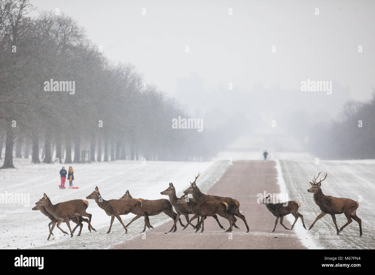 Windsor, Royaume-Uni. 1er mars 2018. Red Deer traverser la longue marche dans la neige, Windsor Great Park. Credit : Mark Kerrison/Alamy Live News Banque D'Images