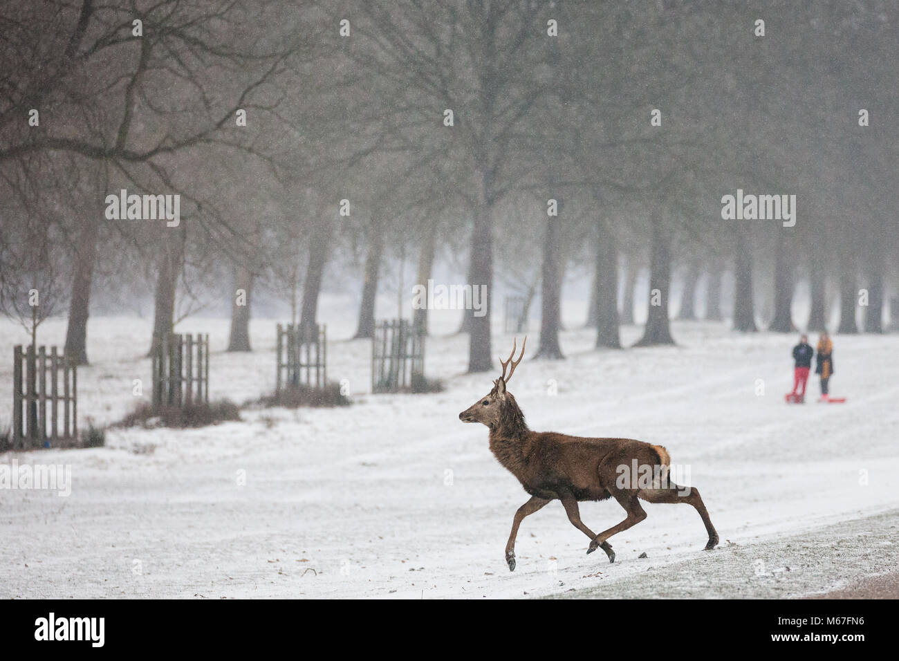 Windsor, Royaume-Uni. 1er mars 2018. Red Deer traverser la longue marche dans la neige, Windsor Great Park. Credit : Mark Kerrison/Alamy Live News Banque D'Images