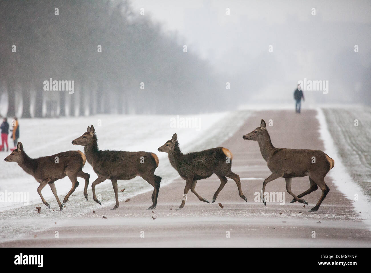 Windsor, Royaume-Uni. 1er mars 2018. Red Deer traverser la longue marche dans la neige, Windsor Great Park. Credit : Mark Kerrison/Alamy Live News Banque D'Images