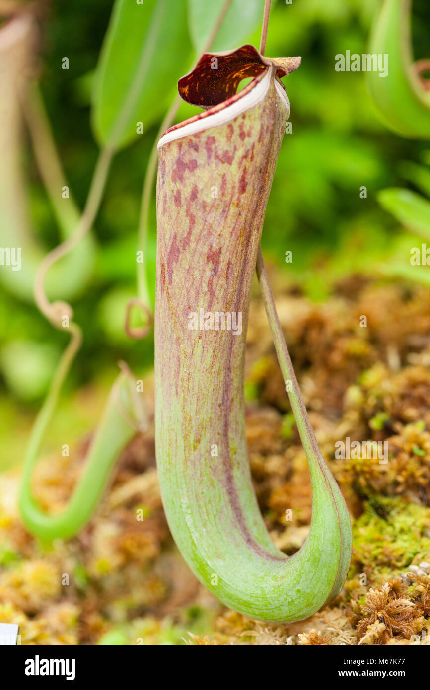 Sarracénie, Ampelkannranka (Nepenthes hybride) Banque D'Images