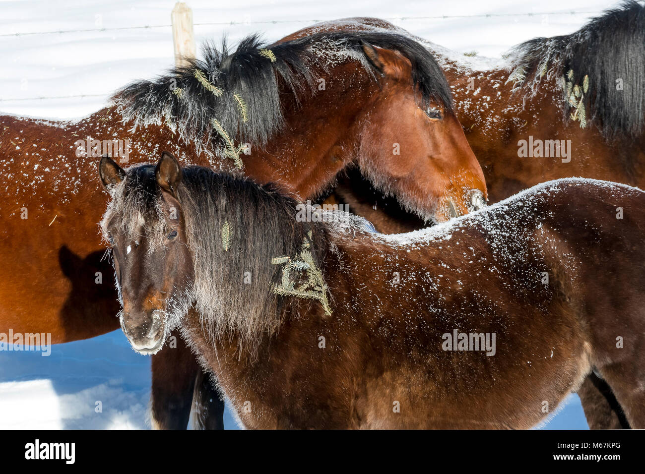 Sauvage chevaux sauvages avec le gel dans la neige et le froid extrême en hiver le long de la route forestière de l'Alberta  Banque D'Images