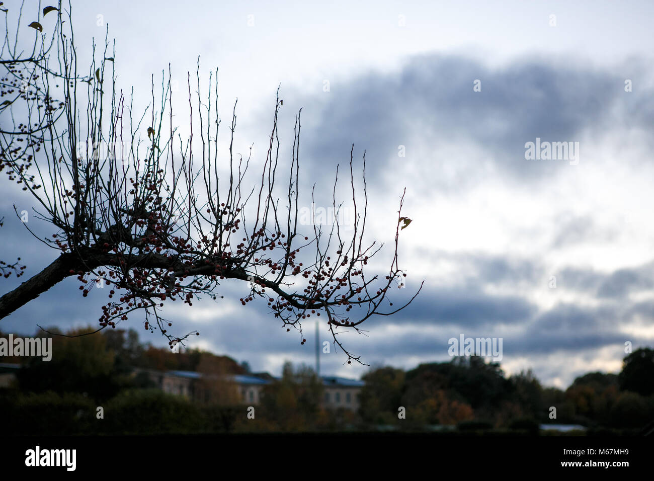 Silhouette d'une branche, avec des baies, automne, faner, solitude, refroidissement, coucher de soleil dans la nature en plein air Contours Banque D'Images
