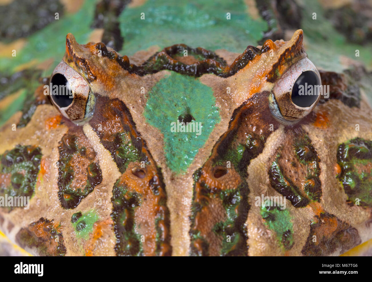 Ceratophrys ornata grenouille cornue d'Argentine Banque D'Images