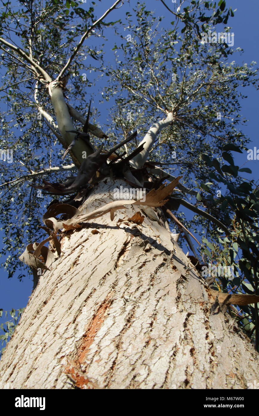 Gumtree un Banque D'Images