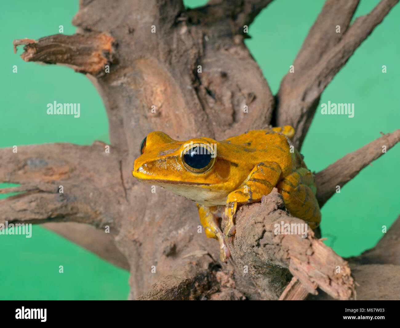 Golden frog panaméen Atelopus zeteki animal captif Banque D'Images