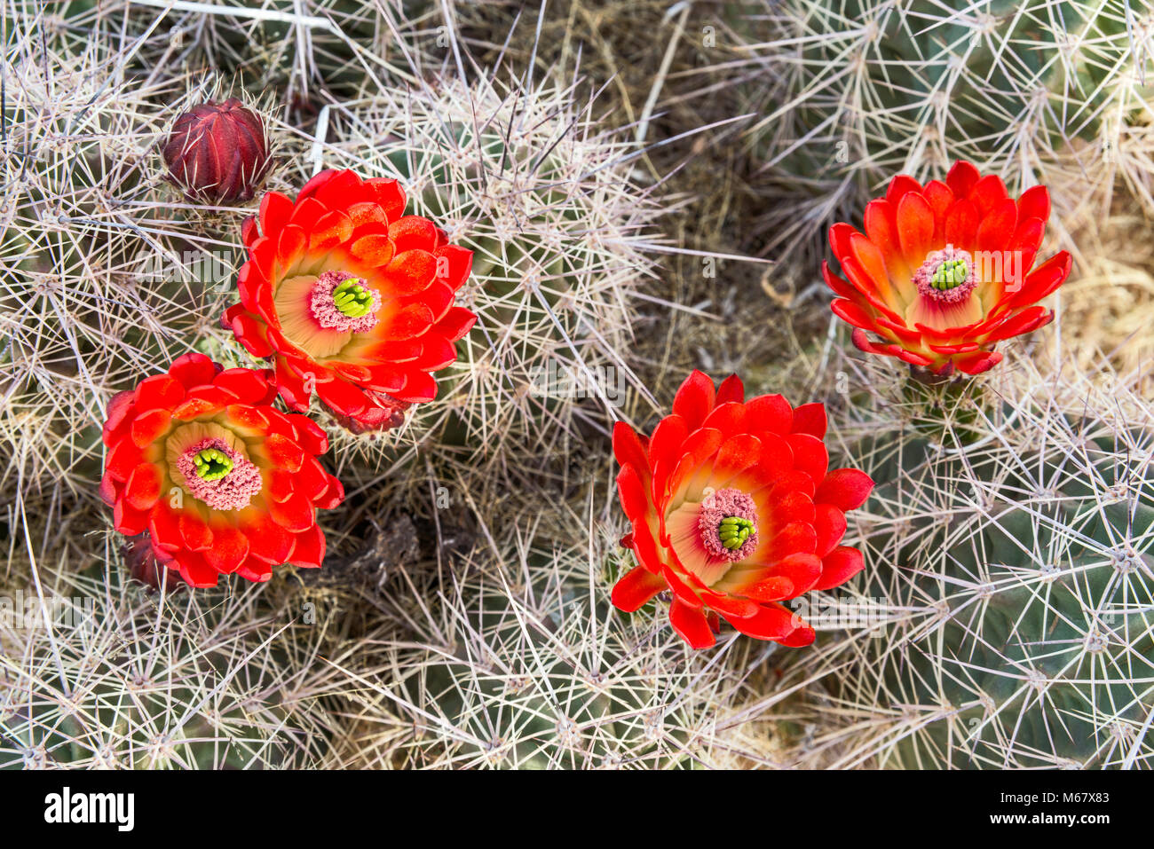 Claret Cup (Cactus Echinocereus triglochidiatus) en fleur, Hueco Tanks State Park et site historique, Désert de Chihuahuan, près de El Paso, Texas, USA Banque D'Images