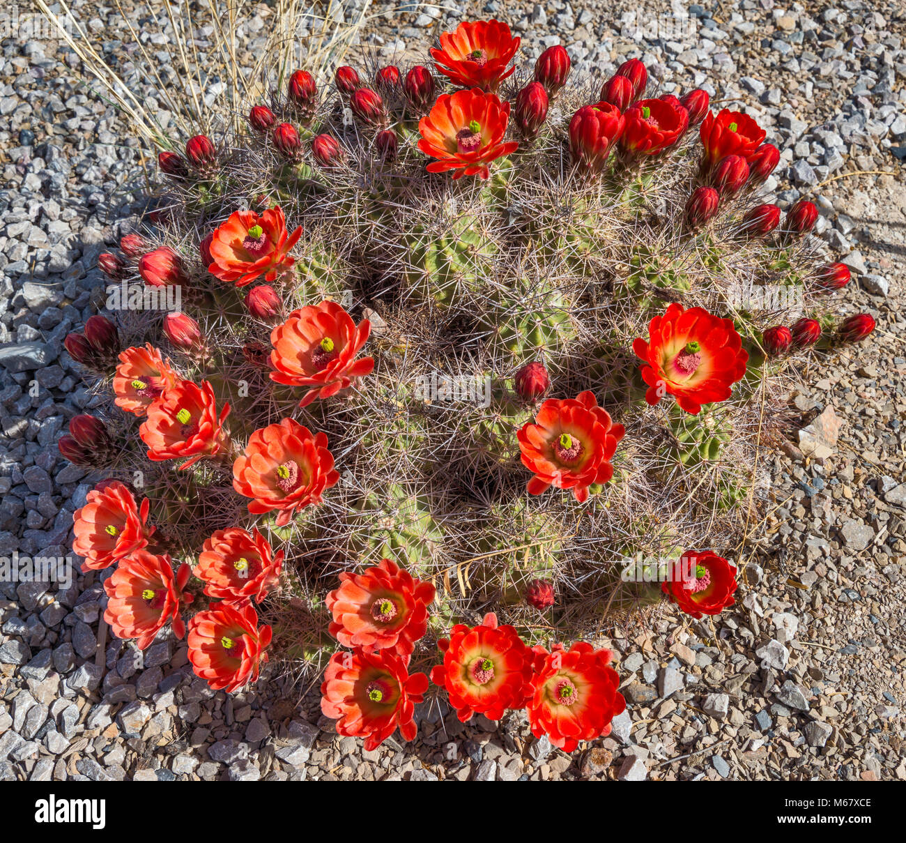 Claret Cup (Cactus Echinocereus triglochidiatus) en fleur, Hueco Tanks State Park et site historique, Désert de Chihuahuan, près de El Paso, Texas, USA Banque D'Images