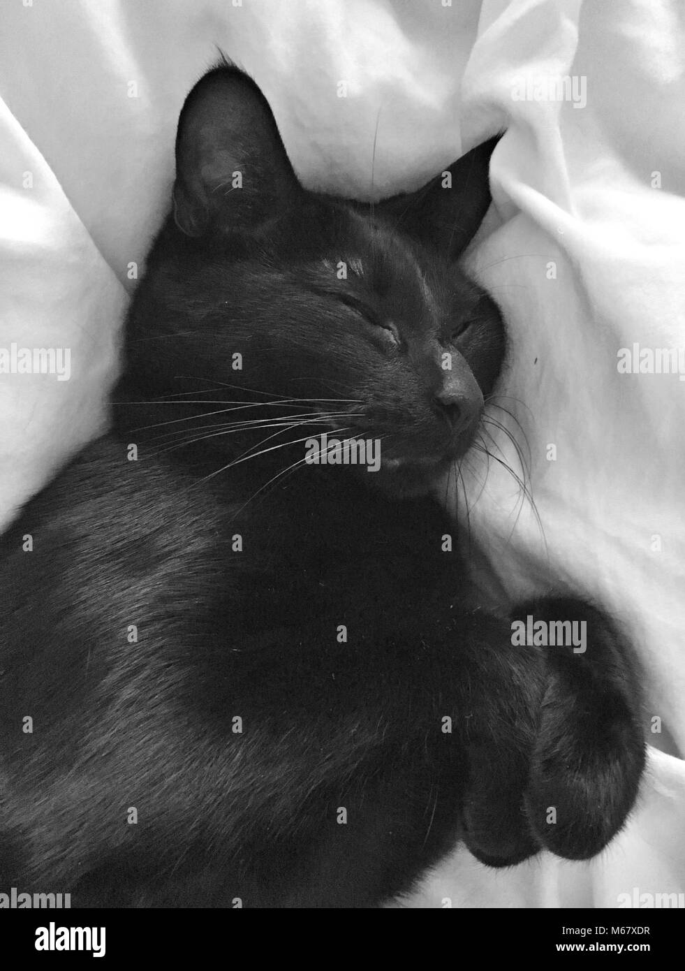 Un chat noir dort profondément sur une feuille blanche elle a fond ses pattes franchi Banque D'Images