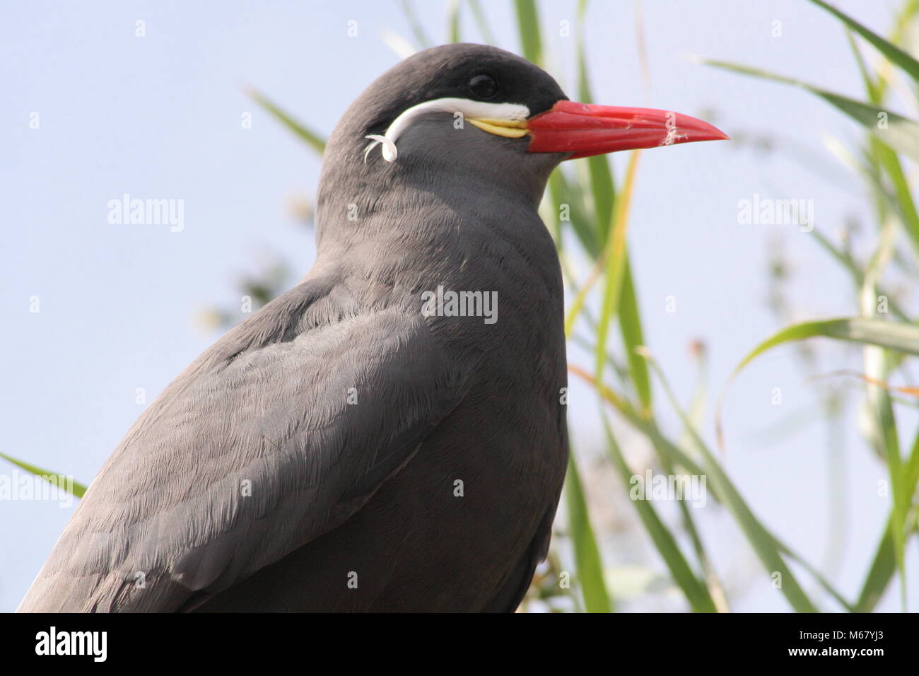 La sterne Inca a un plumage gris avec un bec rouge et les pattes, blanc incroyable mustashes Banque D'Images