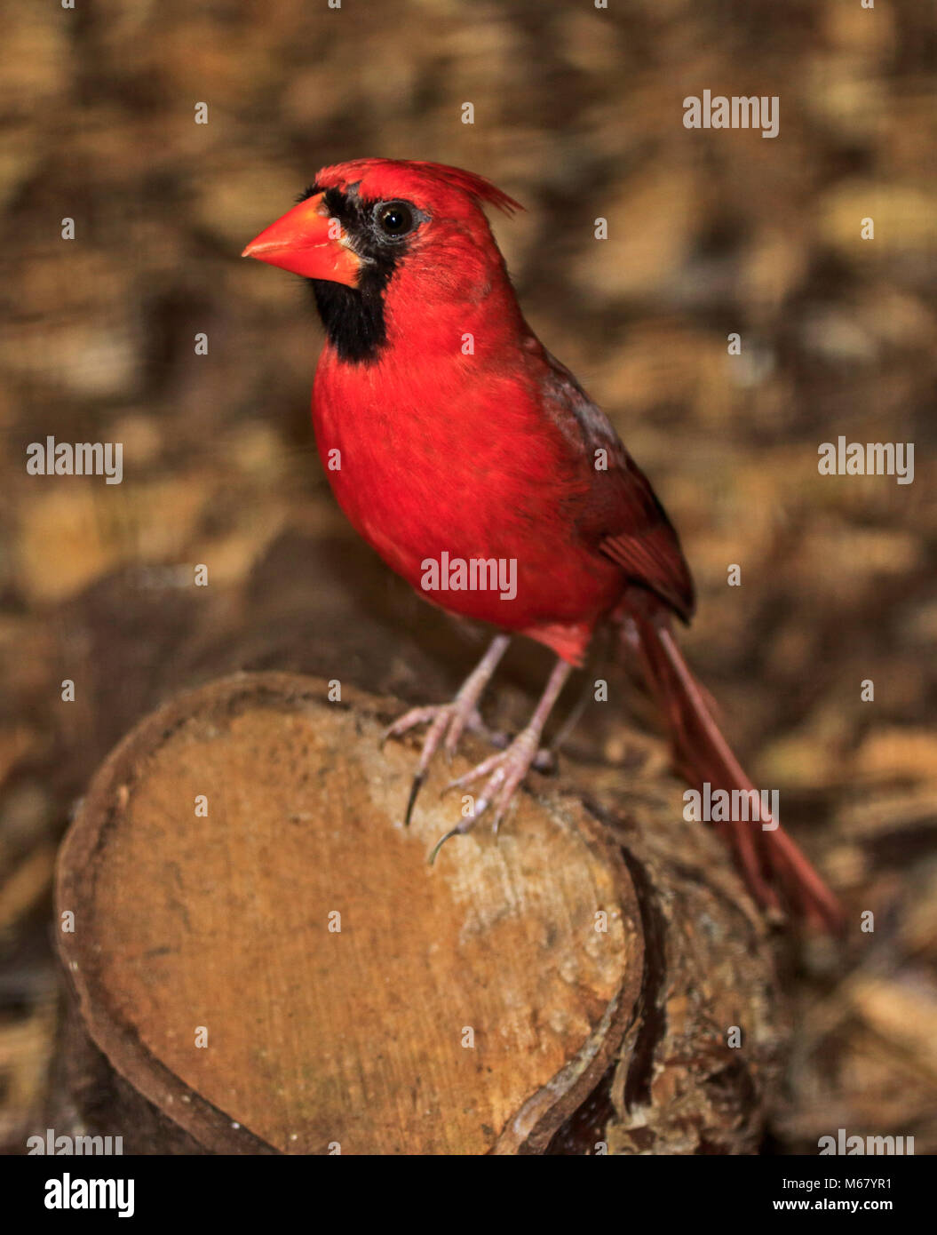 Cardinal rouge (Cardinalis cardinalis) mâle Banque D'Images