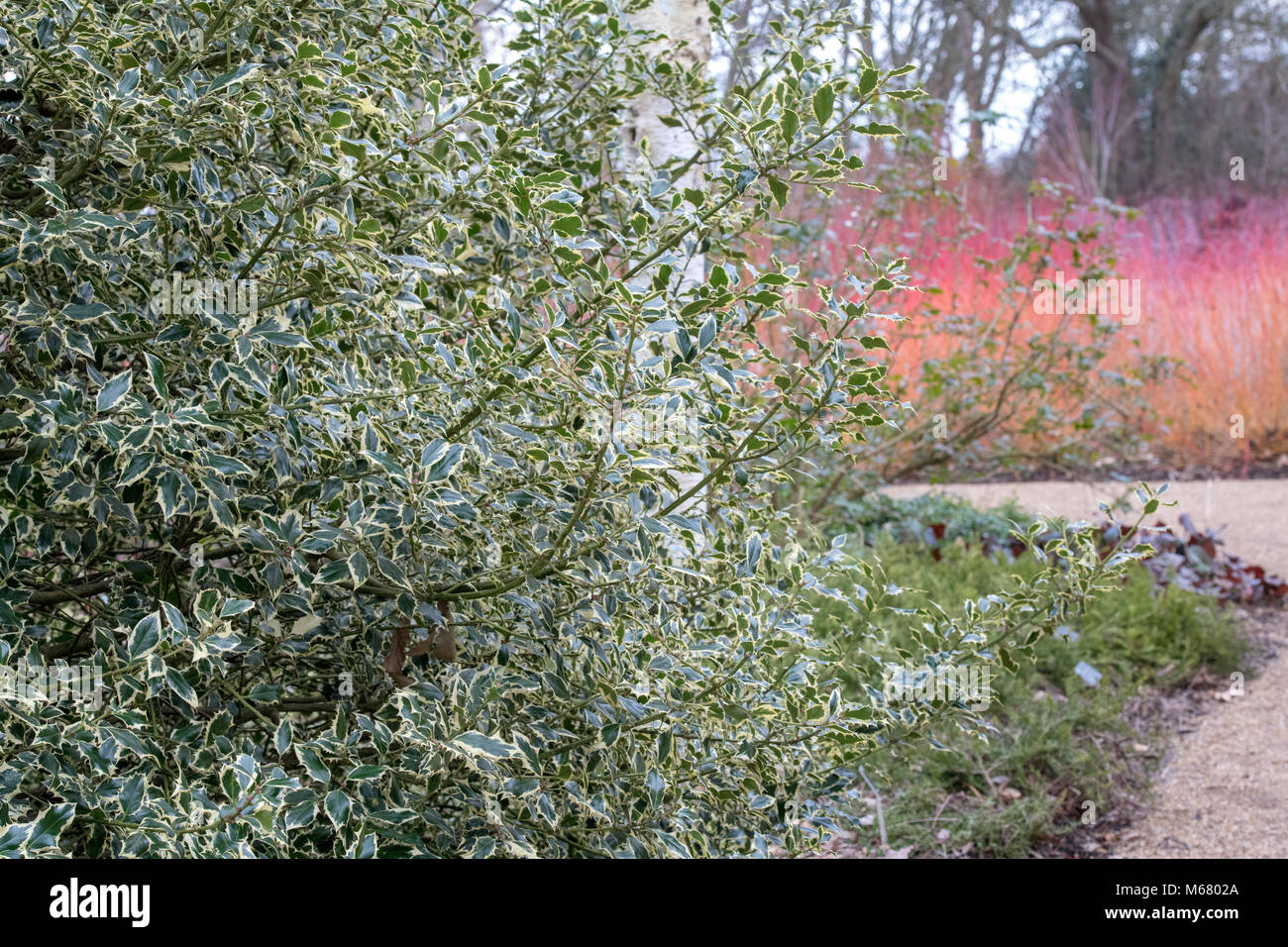 Ilex aquifolium 'Elegantissima'. Holly 'Elegantissima' feuillage en février. UK Banque D'Images