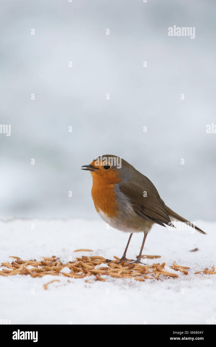 Robin redbreast se nourrit de vers de farine sur un arbre en bois table d'oiseaux dans la neige dans un jardin anglais. Février, UK Banque D'Images