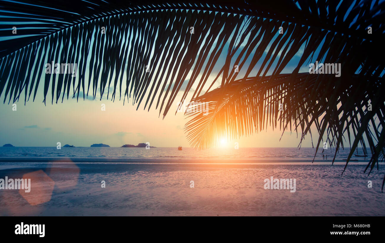 Tropical sea beach à feuilles de palmier au cours incroyable coucher du soleil. Banque D'Images