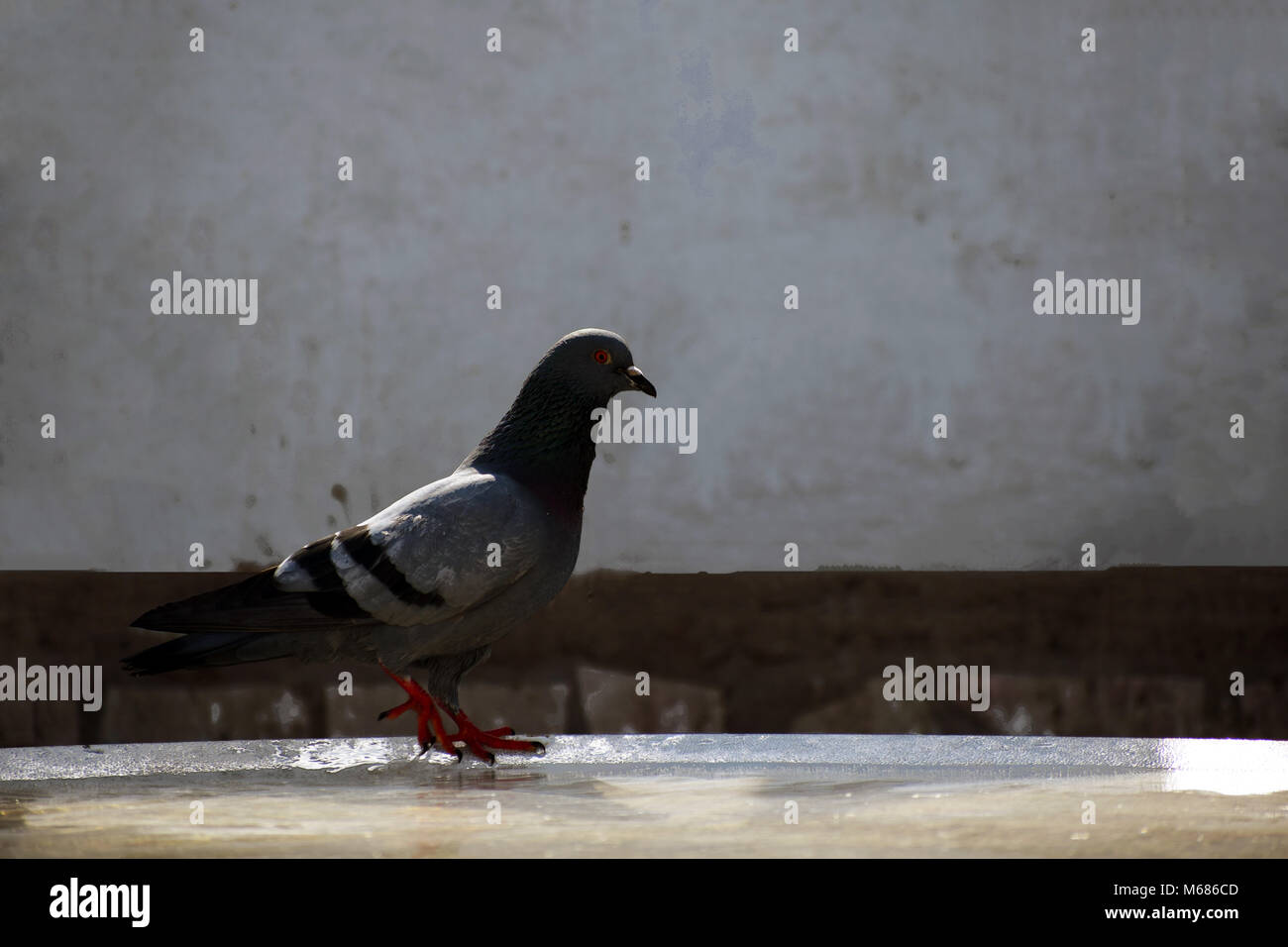 L'étang de l'eau par le pigeon Banque D'Images L'étang de l'eau par le pigeon Banque D'Images