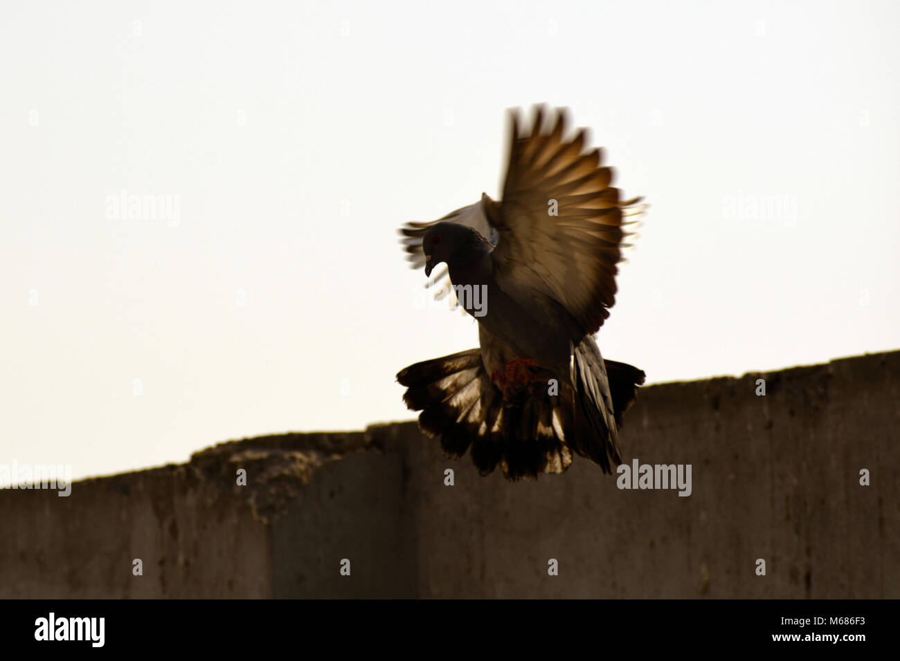 Les pigeons voler dans le ciel bleu pur Banque D'Images Les pigeons voler dans le ciel bleu pur Banque D'Images
