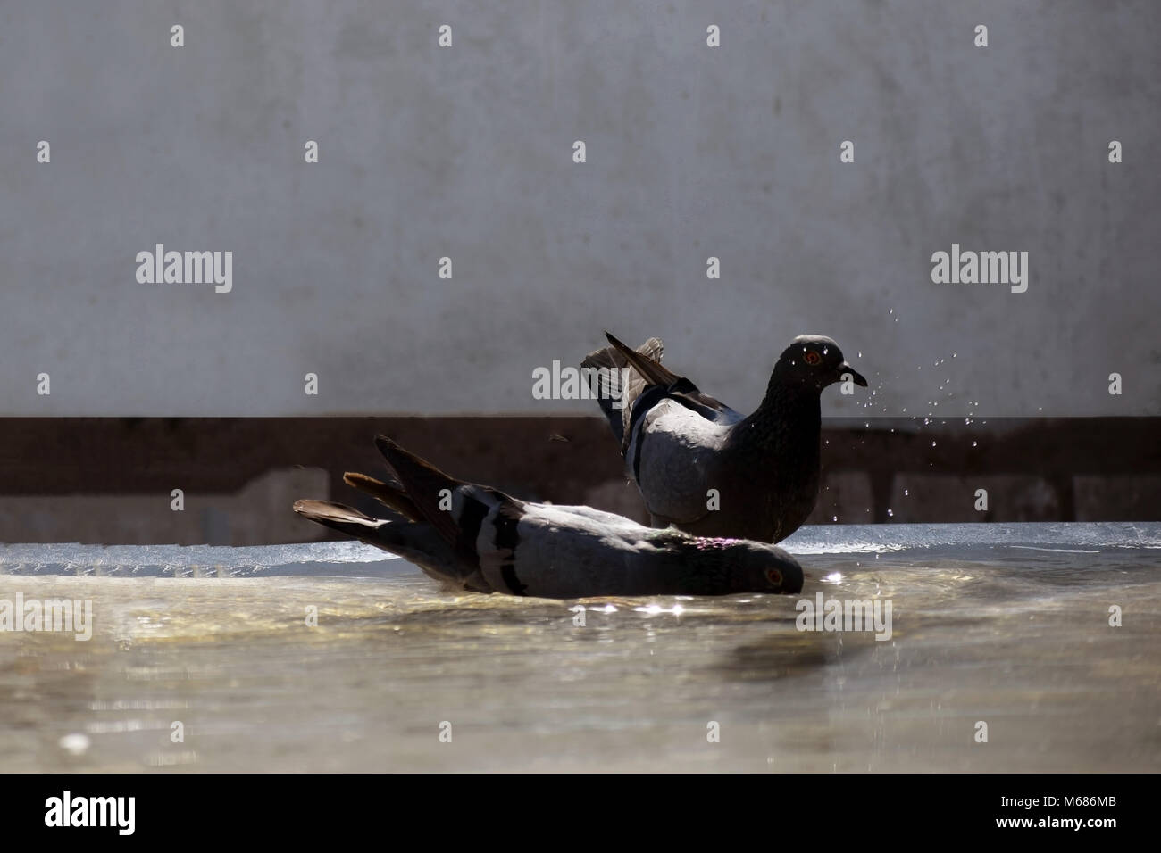 L'étang de l'eau par le pigeon Banque D'Images L'étang de l'eau par le pigeon Banque D'Images