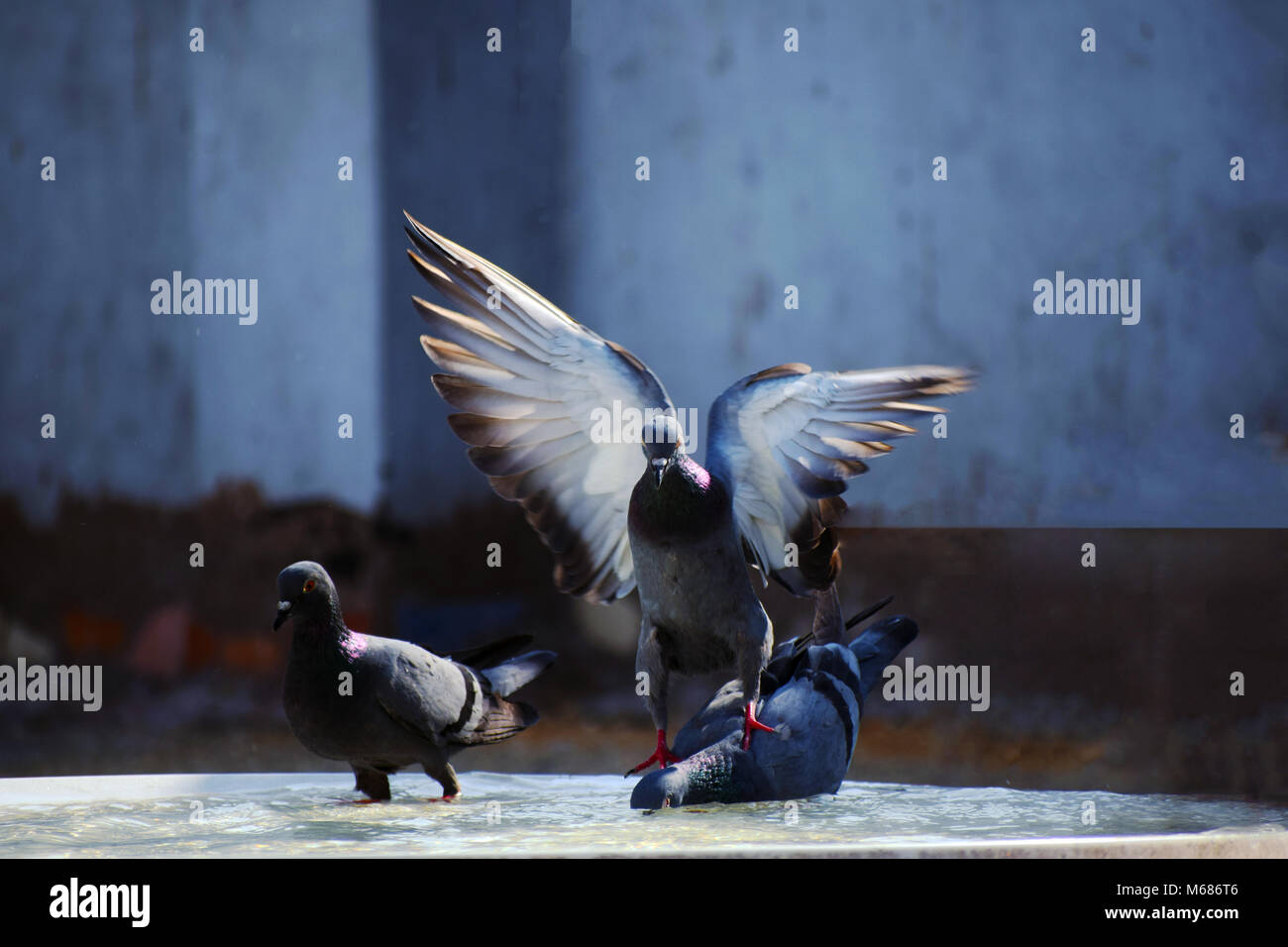 L'étang de l'eau par le pigeon Banque D'Images L'étang de l'eau par le pigeon Banque D'Images