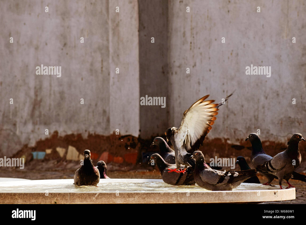 L'étang de l'eau par le pigeon Banque D'Images L'étang de l'eau par le pigeon Banque D'Images