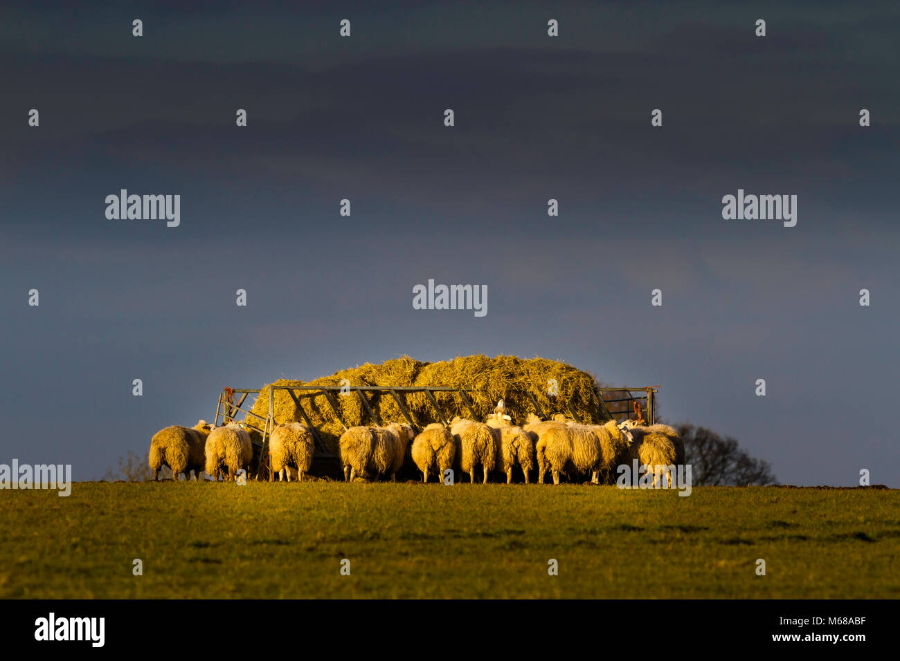 Mouton à la station de fourrage sur une soirée d'hiver. Banque D'Images