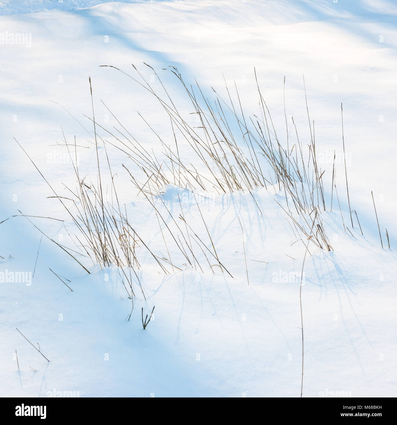 Une image abstraite des herbes folles dans la neige profonde prises au cours de l'hiver 2018 front froid savent que la Bête de l'Est. Bourne, Lincs, Royaume-Uni Banque D'Images