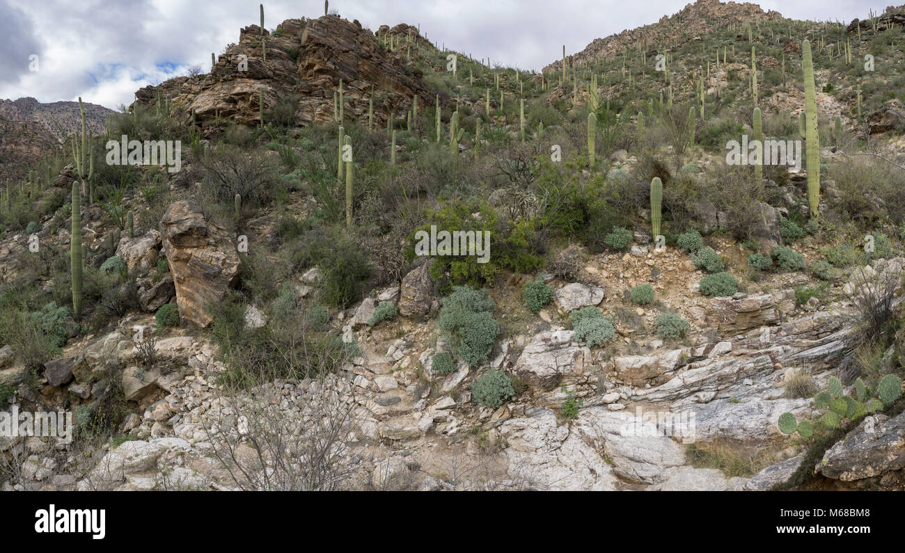 DSC2717a6000a Sabino Canyon, AZ ©2017 Paul Light Banque D'Images