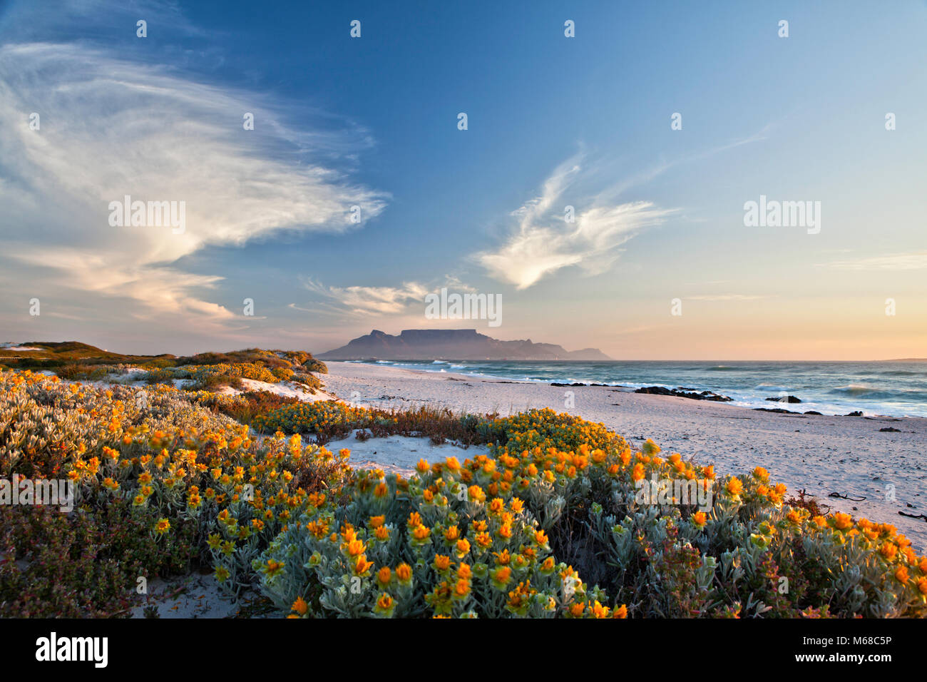 Vue panoramique sur la montagne de la table au Cap en Afrique du Sud, du blouberg beach avec printemps fleurs en premier plan Banque D'Images