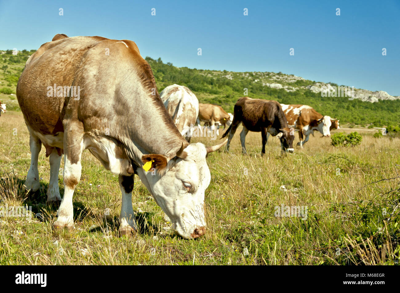 L'élevage naturel vaches au pâturage près de l'endroit appelé Koljane près de la ville de Vrlika, Croatie Banque D'Images