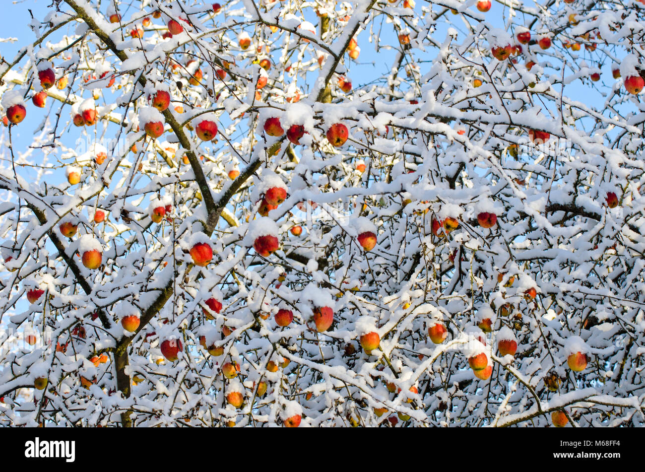 Temps d'automne automne récolte des pommes sur un arbre couvert de neige fraîche, l'automne fond Banque D'Images
